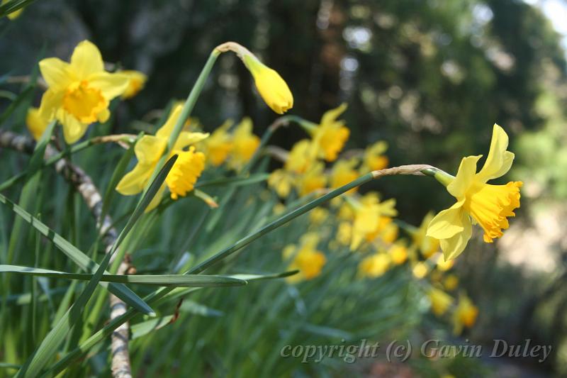 Daffodils, Pirianda Gardens IMG_7085.JPG